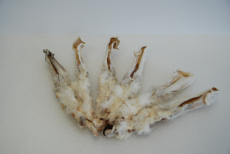 Kanninchenohren mit Fell